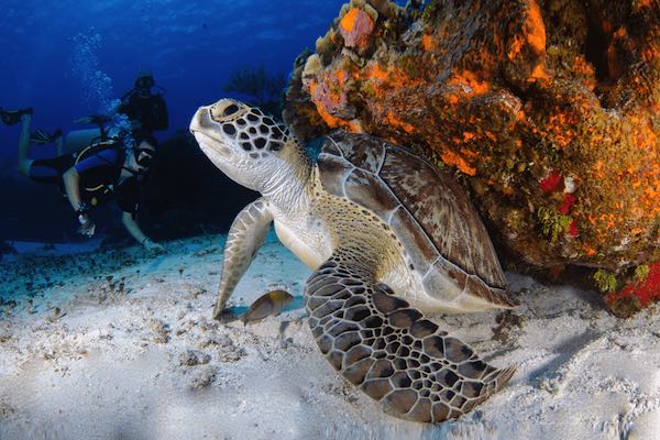 You are currently viewing The Mating Turtles