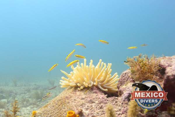 Read more about the article Chitales Reef