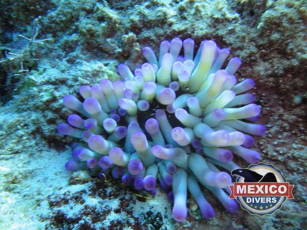 Read more about the article Media Luna Reef